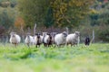 Pack of sheep with an Australian Shepherd dog Royalty Free Stock Photo