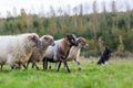 Pack of sheep with an Australian Shepherd dog Royalty Free Stock Photo