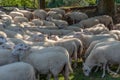 Pack of sheep close together being lead by a sheepherder