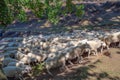 Pack of sheep close together being lead by a sheepherder