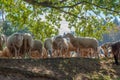 Pack of sheep close together being lead by a sheepherder