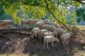 Pack of sheep close together being lead by a sheepherder