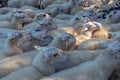 Pack of sheep close together being lead by a sheepherder