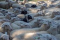 Pack of sheep close together being lead by a sheepherder