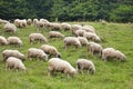 Stádo oviec na lúke
