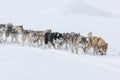 A pack of siberian huskies and malamuts participating in the dog sled racing contest