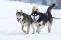 A pack of siberian huskies and malamuts participating in the dog sled racing contest