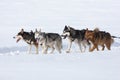 A pack of siberian huskies and malamuts participating in the dog sled racing contest