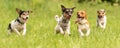 A pack of small Jack Russell Terrier are running and playing together in the meadow with a ball