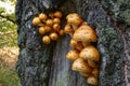Pack of small mushrooms growing on a tree Royalty Free Stock Photo