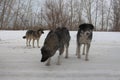 A pack of stray dogs hungry stray animals with tags in their ears catching stray animals in Russia