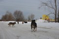 A pack of stray dogs hungry stray animals with tags in their ears catching stray animals in Russia