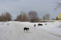 A pack of stray dogs hungry stray animals with tags in their ears catching stray animals in Russia