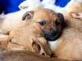 A flock of street puppies sleep on the together