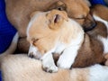 A flock of street puppies sleep on the together