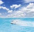 Pack of jumping dolphins Royalty Free Stock Photo