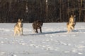 Pack of Three Grey Wolves Canis lupus Run Forward in Line Through Field Winter