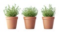 Pack of Thyme Plant in Pot Set Against Transparent Background for Botanical or Gardening Projects Royalty Free Stock Photo