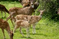 A pack of vigilant spotted deer