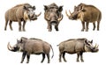 Pack of Warthogs set against transparent background for wildlife education animal illustrations or naturethemed projects Royalty Free Stock Photo