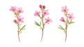 Pack of Waxflowers Set Against Transparent Background for Floral or Botanical Projects Royalty Free Stock Photo