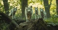 A Pack of White Wolves Stand Guard in a Forest, their leader atop a fallen tree trunk Royalty Free Stock Photo