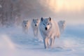 pack of white wolves in a winter landscape Royalty Free Stock Photo