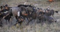 Pack of Wild dogs attack a wildebeest