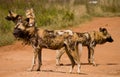 Pack of Wild Dogs