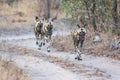 Pack of wild dogs hunting.