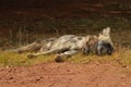 Wild dog relaxing during hot summer in Kruger National park