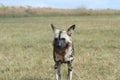 Wild dogs in Kruger National park