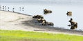 Pack of Wild Dogs in a Shallow Pond