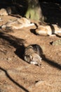 A pack of wild wolves are sleeping in the sun. One Wolf in the foreground.