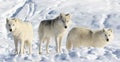 Pack of wolve in snow Royalty Free Stock Photo