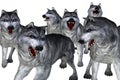 Pack of wolves