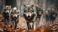 pack of wolves in the autumn forest , predators hunting, attack of wild animals Royalty Free Stock Photo