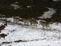 Pack of wolves Canis lupus in wintertime