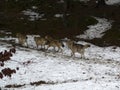 Pack of wolves Canis lupus in wintertime