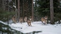Pack of wolves runs through a snowy forest, capturing motion and wild energy Royalty Free Stock Photo
