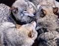 Three wolves nose to nose upclose and personal