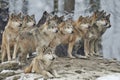A Pack of wolves Royalty Free Stock Photo