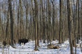 Pack of wolves vs. Herd of European bison