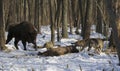 Pack of wolves vs. Herd of European bison