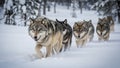 Pack of Wolves Walking Through Snowy Forest Royalty Free Stock Photo