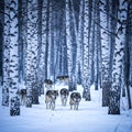 A pack of wolves walks through a snowy birch forest Royalty Free Stock Photo