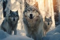 Pack of Wolves Royalty Free Stock Photo
