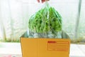 Package of fresh greenoak to the box Royalty Free Stock Photo