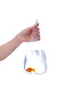 Package with goldfish Royalty Free Stock Photo