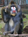 Package, the joys and sorrows of the mandrill expression.